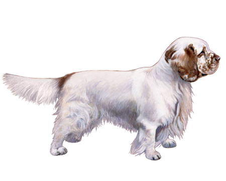 Clumber Spaniel