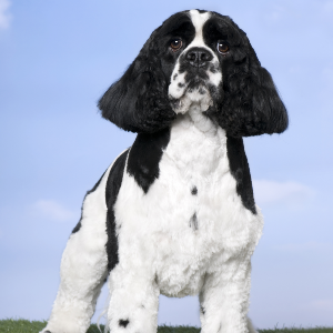 Cocker Spaniel - carousel