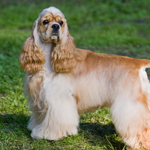 Cocker Spaniel - carousel