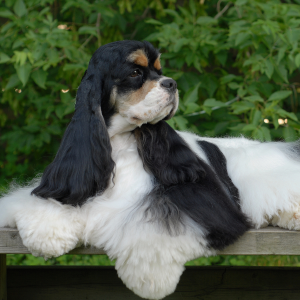 Cocker Spaniel - carousel