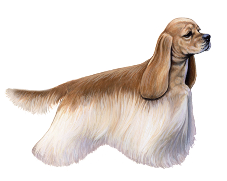 American Cocker Spaniel