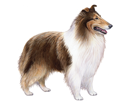 Collie