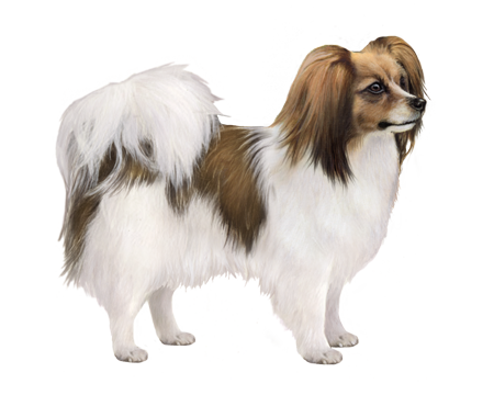 Continental Toy Spaniel