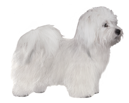 Coton de Tulear