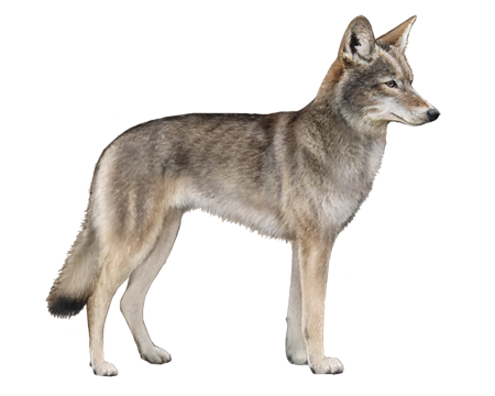 Coyote