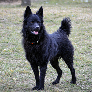 Croatian Shepherd Dog 1