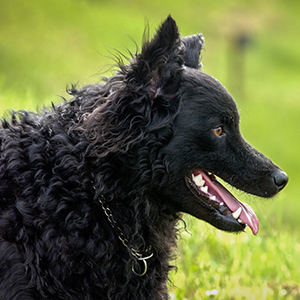 Croatian Shepherd Dog 2