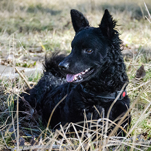 Croatian Shepherd Dog 3