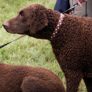 Curly Coated Retriever - carousel