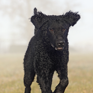 Curly Coated Retriever - carousel