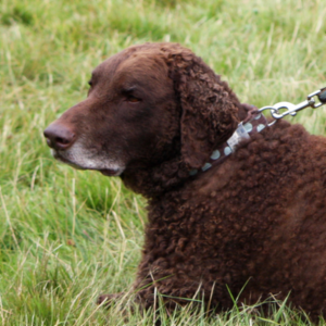 Curly Coated Retriever - carousel