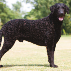 Curly Coated Retriever - carousel