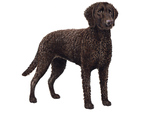 Curly-Coated Retriever