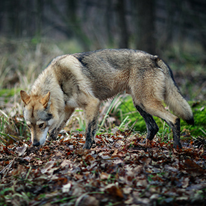 Czechoslovakian Wolfdog 1