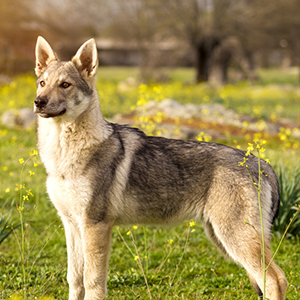 Czechoslovakian Wolfdog 2