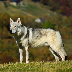 Czechoslovakian Wolfdog 3