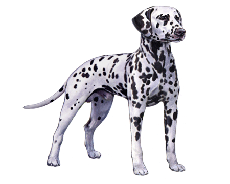 Dalmatian