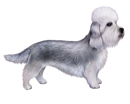 Dandie Dinmont Terrier