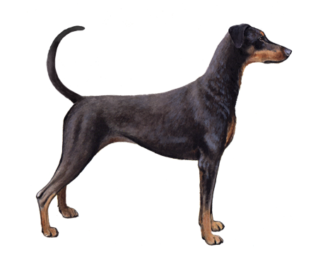 Doberman Pinscher