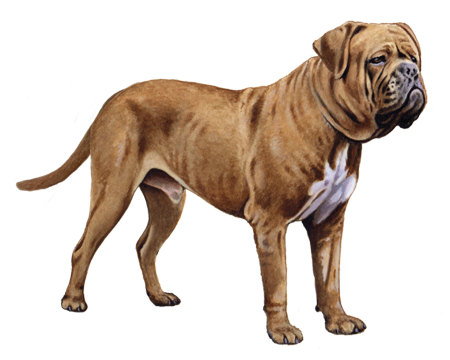 Dogue de Bordeaux