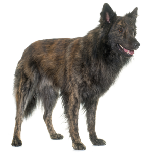 Dutch Shepherd Dog - carousel