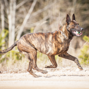 Dutch Shepherd Dog - carousel