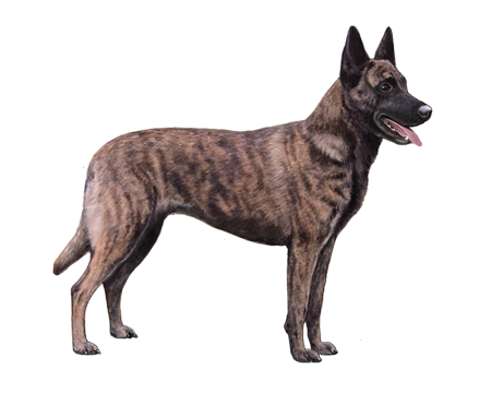 Dutch Shepherd Dog