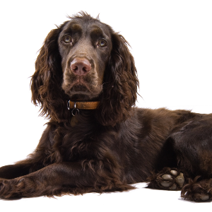 English Cocker Spaniel - carousel