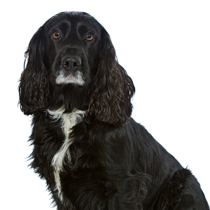 English Cocker Spaniel - carousel