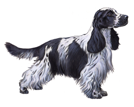 English Cocker Spaniel