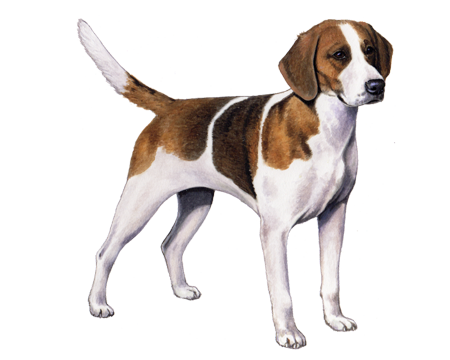 English Foxhound