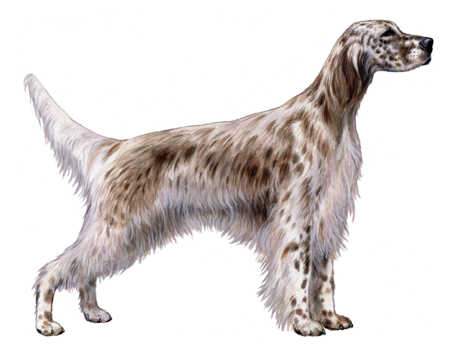 English Setter