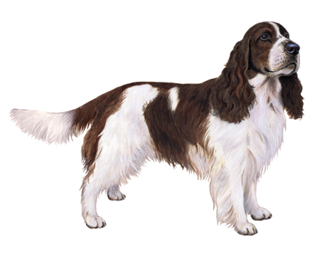 English Springer Spaniel