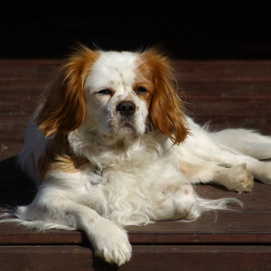 English Toy Spaniel - carousel