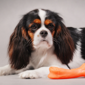 English Toy Spaniel - carousel