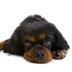 English Toy Spaniel - carousel