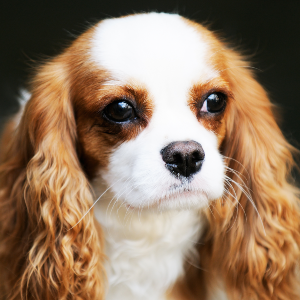 English Toy Spaniel - carousel