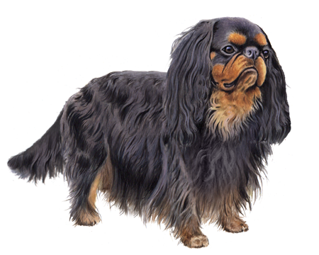 English Toy Spaniel