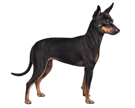 Black and Tan English Toy Terrier