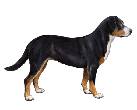 Entlebucher Mountain Dog