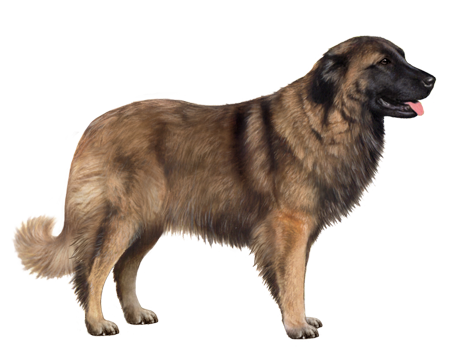 Estrela Mountain Dog