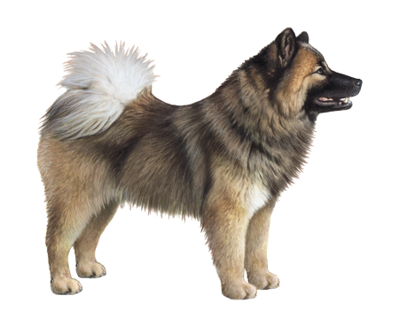 Eurasier