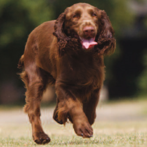 Field Spaniel - carousel