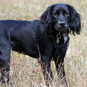 Field Spaniel - carousel