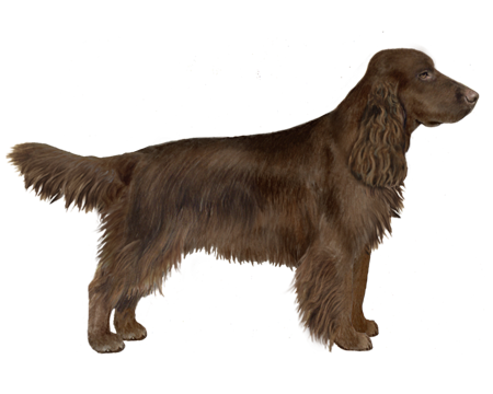 Field Spaniel