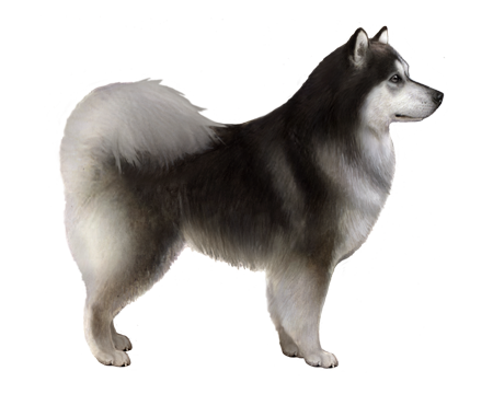 Finnish Lapphund