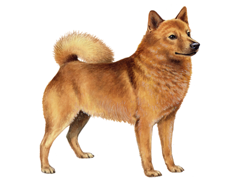 Finnish Spitz