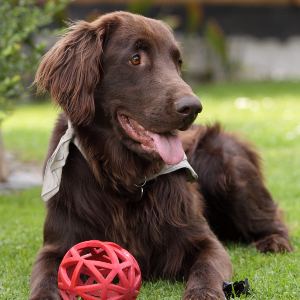 Flat Coated Retriever - carousel