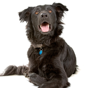 Flat Coated Retriever - carousel