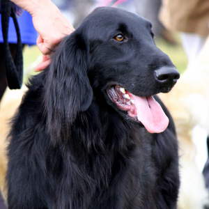 Flat Coated Retriever - carousel